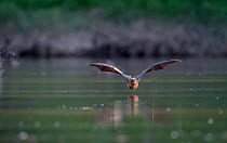 Grey-headed flying-fox (Pteropus poliocephalus) in flight, taking a flying high speed 'belly-dip' into the Yarra river at the end of a very hot day. They do this to wet their fur which both...