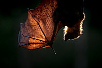 Head and wing of a Grey-headed flying-fox (Pteropus poliocephalus) backlit as it hangs from a branch.Yarra Bend Park, Kew, Victoria, Australia. Cropped.