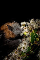 Rescued and orphaned Grey-headed flying-fox (Pteropus poliocephalus) in captivity, feeding on the nectar of a flowering native eucalyptus tree. Black Rock, Victoria, Australia.