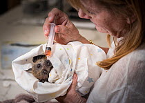 Animal carer Bev Brown triaging a recently rescued Grey-headed flying-fox (Pteropus poliocephalus) that had become entangled in barbed wire that surrounded a factory. Black Rock, Victoria, Australia....