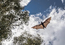 Grey-headed flying-fox (Pteropus poliocephalus) in flight above Bellbird picnic ground having just been released after weeks of home care. It was brought into care after it had become entangled in inappropriate fruit tree netting and its wings were damaged. Yarra Bend Park, Kew, Victoria, Australia.