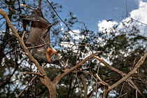 Grey-headed flying-fox (Pteropus poliocephalus) hanging suspended in a tree, dead,  having succumbed to heat stress (like hundreds of others) on a very hot summer day. Yarra Bend Park, Kew, Victoria,...