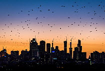 Grey-headed fying-foxes (Pteropus poliocephalus) fly out over Melbourne city skyline looking for food during a summers sunset. Kew, Victoria, Australia. March 2017.
