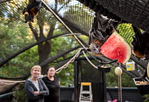 Rescued Grey-headed flying-fox (Pteropus poliocephalus) hanging from the roof of  its enclosure whilst eating watermelon at the Fly-By-Night Bat Clinic, Olinda, Victoria, Australia. February, 2018.  E...