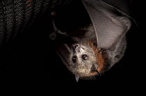 Young rescued Grey-headed Flying-foxes (Pteropus poliocephalus) Olinda, Victoria, Australia.