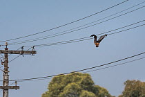Grey-headed flying-fox (Pteropus poliocephalus) hanging dead between two power lines, killed by electrocution. Elwood, Victoria, Australia. March.