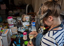 Wildlife carer Nardia Harding preparing lunch for Grey-headed Flying-fox (Pteropus poliocephalus) pup she is helping care for. Heidelberg Heights, Victoria, Australia. January 2017.  Editorial use onl...