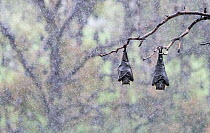 Two Grey-headed Flying-foxes (Pteropus poliocephalus) hanging from a branch using their wings to keep warm and protect its self from the rain during a summer shower. Yarra Bend Park, Kew, Victoria, Au...