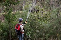 Volunteer wildlife career (Olwyn Jones) uses water to try and cool down some Grey-headed Flying-foxes (Pteropus poliocephalus) at the Melbourne flying-fox colony during a heat stress event day. Yarra...