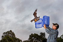 Rescued Grey-headed flying-foxes (Pteropus poliocephalus) is released back into his Melbourne colony by wildlife carer Francois Malherbe. The bat was rescued several months earlier as a result of enta...
