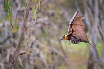 Grey-headed flying foxes (Pteropus poliocephalus) carrying her pup attached to a teat. Yarra Bend Park . Kew, Victoria, Australia.