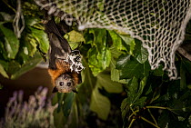 Grey-headed flying-fox (Pteropus poliocephalus)  hanging entangled in urban fruit-tree netting. Despite being rescued, the netting had cut the circulation to its wing for too long and so the bat had t...