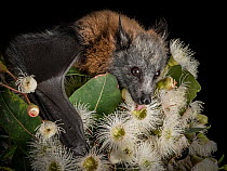 Rescued and orphaned Grey-headed flying-fox (Pteropus poliocephalus) in captivity, feeds on the nectar of a flowering native eucalyptus tree. Black Rock, Victoria, Australia.