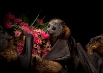 Rescued and orphaned Grey-headed flying-fox (Pteropus poliocephalus) in captivity, feeds on the pollen of a flowering native eucalyptus tree. Fly By Night Bat clinic, Olinda, Victoria, Australia.