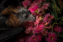 Rescued and orphaned Grey-headed flying-fox (Pteropus poliocephalus) in captivity, feeds on the pollen of a flowering native eucalyptus tree. Fly By Night Bat clinic, Olinda, Victoria, Australia.