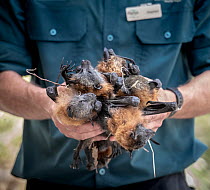 Parks Victoria officer Stephen Brend holds just some of the dead Grey-headed Flying-foxes (Pteropus poliocephalus) that were the result of a heat stress event at the Melbourne colony that day. Yarra B...