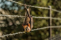 Grey-headed flying-fox (Pteropus poliocephalus), hanging entangled in bared-wire that surrounds a factory which also had fruit trees. Clayton, Victoria, Australia.