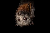 Grey-headed Flying-foxes (Pteropus poliocephalus) female hanging from the mesh of its enclosure. This enclosure will be her home for several months until she is old and strong enough to be released. F...