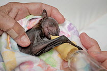 Approximately 2 weeks premature, a rescued male baby Grey-headed Flying-fox (Pteropus poliocephalus) is bottle-fed by wildlife carer Bev Brown.  Named 'Dinky' he was found the pervious day...