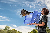 Rescued Grey-headed Flying-foxes (Pteropus poliocephalus) named Olive is released back into his Melbourne colony by wildlife carer Treycee Baker.  Yarra Bend Park, Kew, Victoria, Australia. Editorial...
