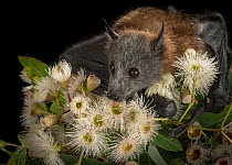 Rescued and orphaned Grey-headed Flying-fox (Pteropus poliocephalus) in captivity, feeds on the nectar of a flowering native eucalyptus tree. Black Rock, Victoria, Australia