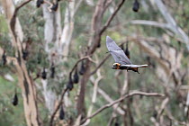 Grey-headed Flying-fox (Pteropus poliocephalus) hangs from a branch  in flight, Yarra Bend Park, Kew, Victoria, Australia.