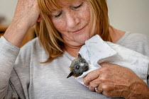 Grey-headed flying-fox (Pteropus poliocephalus) pup bottle fed by wildlife carer Bev Brown. Black Rock, Victoria, Australia.  Editorial Use Only.