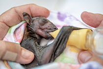 Approximately 2 weeks premature, a rescued male baby Grey-headed Flying-fox (Pteropus poliocephalus) is bottle-fed by wildlife carer Bev Brown.  Named 'Dinky' he was found the pervious day...