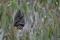 Grey-headed flying-fox (Pteropus poliocephalus) hangs from a branch at a colony next to the Yarra River, Yarra Bend Park, Kew, Victoria, Australia.