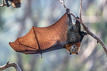 Grey-headed flying-fox (Pteropus poliocephalus) hanging from a branch with one wing spread, Yarra Bend Park, Kew, Victoria, Australia.