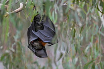 Grey-headed flying-fox (Pteropus poliocephalus) hanging from a branch and cleaning wings by licking them at a colony next to the Yarra River, Yarra Bend Park, Kew, Victoria, Australia.