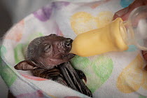Premature baby Grey-headed Flying-fox (Pteropus poliocephalus) named 'Dinky' fed by carer. Black Rock, Victoria, Australia. Editorial use only.
