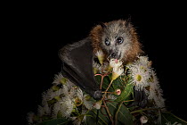 Rescued and orphaned Grey-headed flying-fox (Pteropus poliocephalus) in captivity, feeds on the nectar of a flowering native eucalyptus tree.Black Rock, Victoria, Australia.