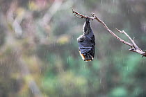 Grey-headed flying-fox (Pteropus poliocephalus) hanging from a branch using its wings to keep warm and protect its self from the rain during a summer shower. Yarra Bend Park, Kew, Victoria, Australia.