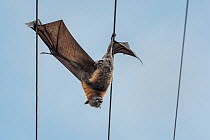 Grey-headed flying-fox (Pteropus poliocephalus) hangs dead between two power lines, killed by electrocution. Elwood, Victoria, Australia.