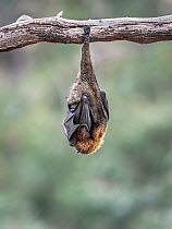 Grey-headed flying-fox (Pteropus poliocephalus) asleep hanging from a branch at a colony next to the Yarra Bend Park, Kew, Victoria, Australia.