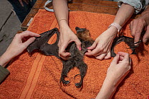 Wildlife rescuers examine the remains of a dead Grey-headed flying-foxes (Pteropus poliocephalus) that was recovered in the field during a heat stress event at the Melbourne colony that day. Yarra Ben...