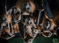 Portrait of rescued and rehabilitated Grey-headed flying-foxes (Pteropus poliocephalus) that have just been transported to a 'soft-release' enclosure within the Yarra Bend Park colony (Victo...