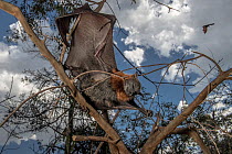 Grey-headed Flying-fox (Pteropus poliocephalus) hanging dead in tree having succumbed to heat stress (like hundreds of others) on a very hot summer Melbourne day. Yarra Bend Park, Kew, Victoria, Austr...