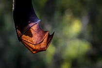 Silhouette of the head of a Grey-headed Flying-fox (Pteropus poliocephalus) through its wings. On hot days when resting in trees, flying-foxes will spread their highly vascular wings, thereby allowing...