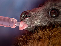 Portrait of a young rescued Grey-headed Flying-foxes (Pteropus poliocephalus) sucking a dummy from her milk feeding bottle. Fly By Night Bat clinic, Olinda, Victoria, Australia.