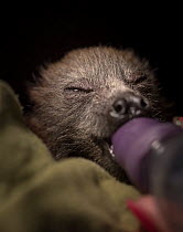 Portrait of a young rescued Grey-headed Flying-foxes (Pteropus poliocephalus) sucking a dummy from her milk feeding bottle. Fly By Night Bat clinic, Olinda, Victoria, Australia.