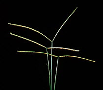 Buffalo grass / Sour paspalum (Paspalum conjugatum) flower spikes, a tropical perennial weed grass.