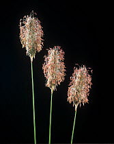 Meadow foxtail (Alopecurus pratensis), three flower spikes with anthers and stamens.