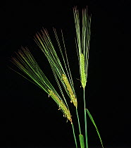 Two row barley (Hordeum vulgare), three spikes flowering with long awns.