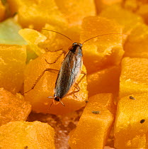 German cockroach (Blatella germanica) on diced Carrot.