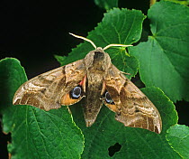 Eyed hawk moth (Smerinthus ocellata) on Lime (Tilia sp) leaves.
