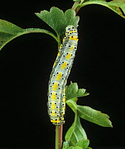 Figure of eight moth (Diloba caerouleocephala) caterpillar on Hawthorn (Crataegus monogyna). England, UK.