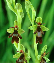 Fly orchid (Ophrys insectifera) flowers. Hampshire, England, UK.