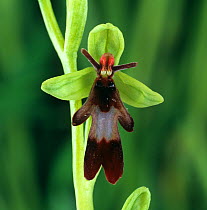 Fly orchid (Ophrys insectifera) flower. Hampshire, England, UK.